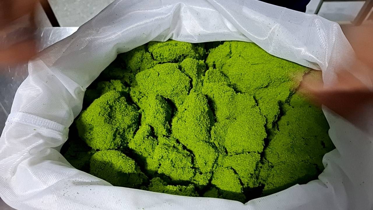 Fresh Wolffia (ผำสด)